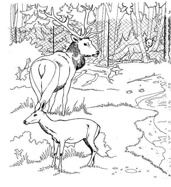 Deer coloring pages