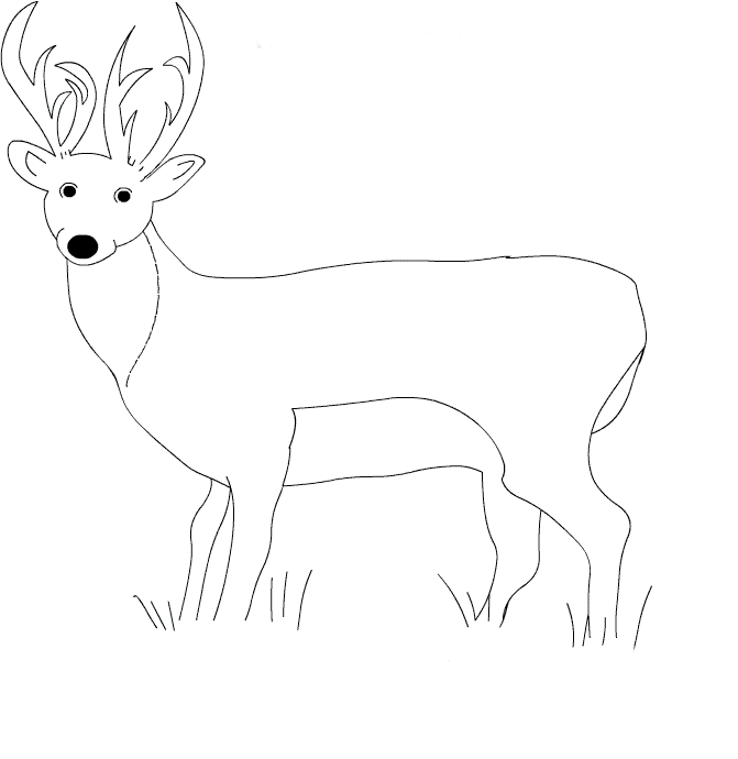 Deer coloring pages