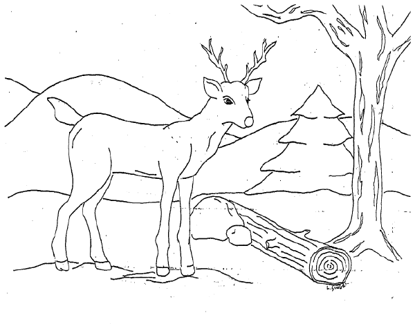 Deer coloring pages