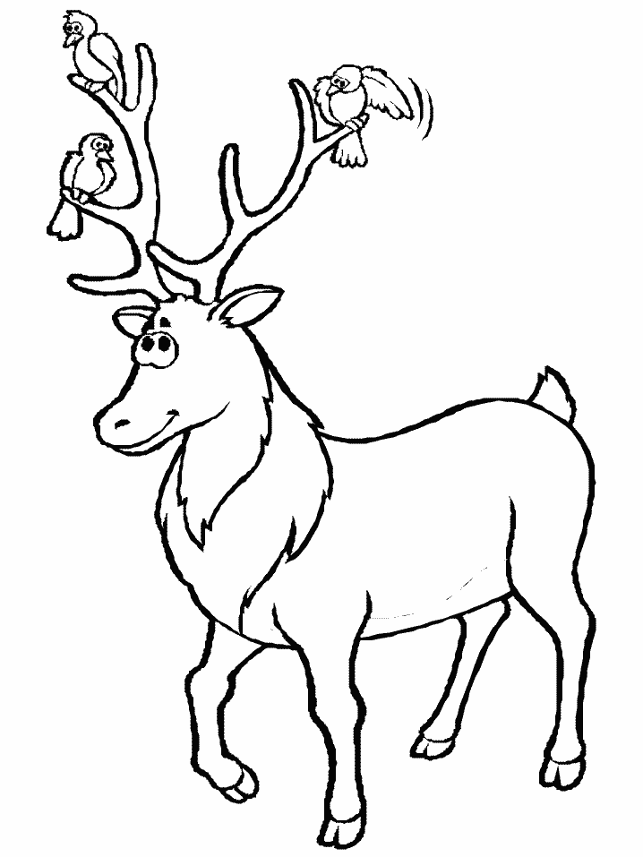 Deer coloring pages