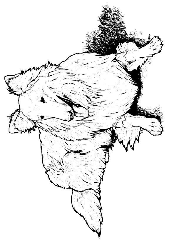 Dog coloring pages