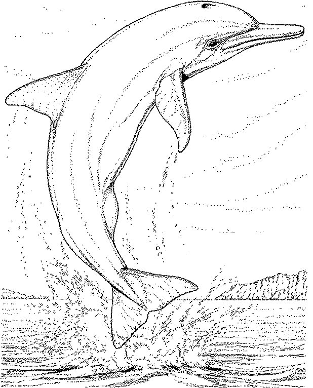 Dolphin