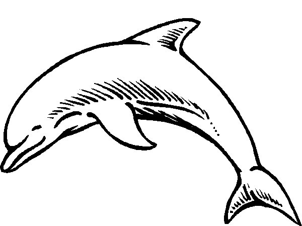 Dolphin