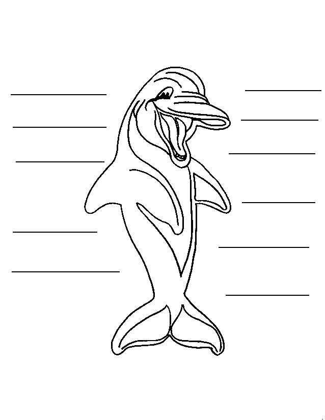 Dolphin coloring pages