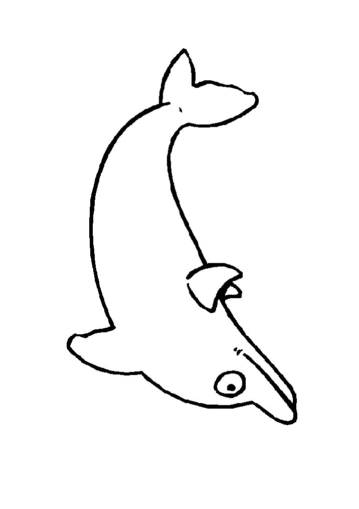 Dolphin