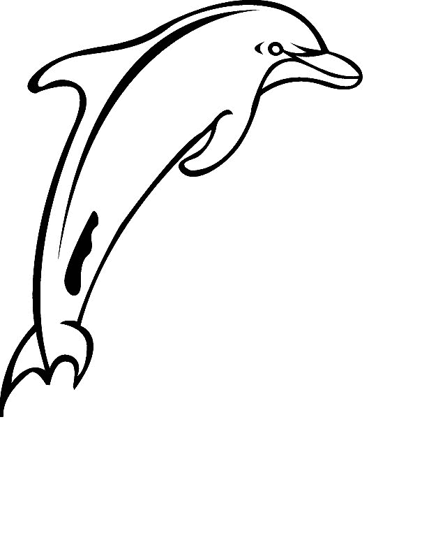 Dolphin