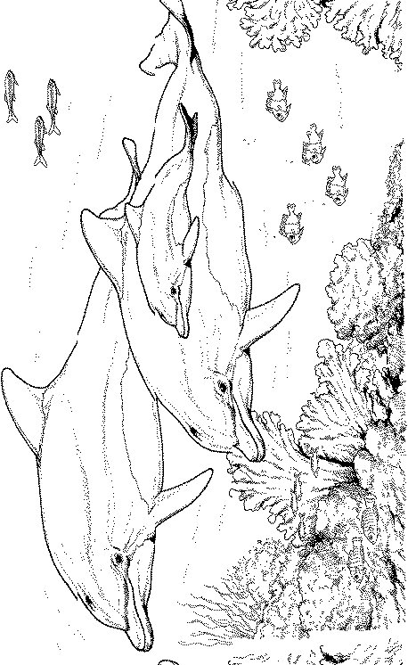 Dolphin coloring pages