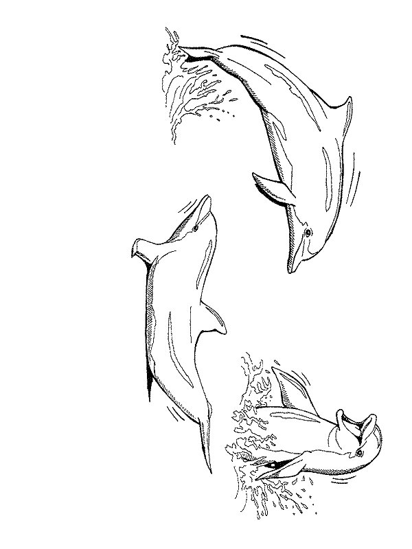 Dolphin coloring pages