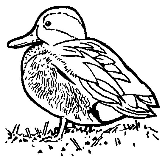 Duck coloring pages