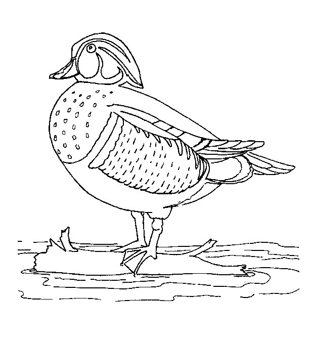 Duck coloring pages