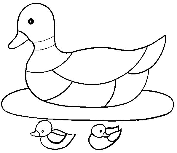 Duck