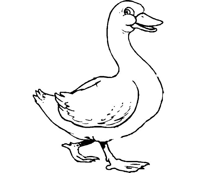 Duck coloring pages