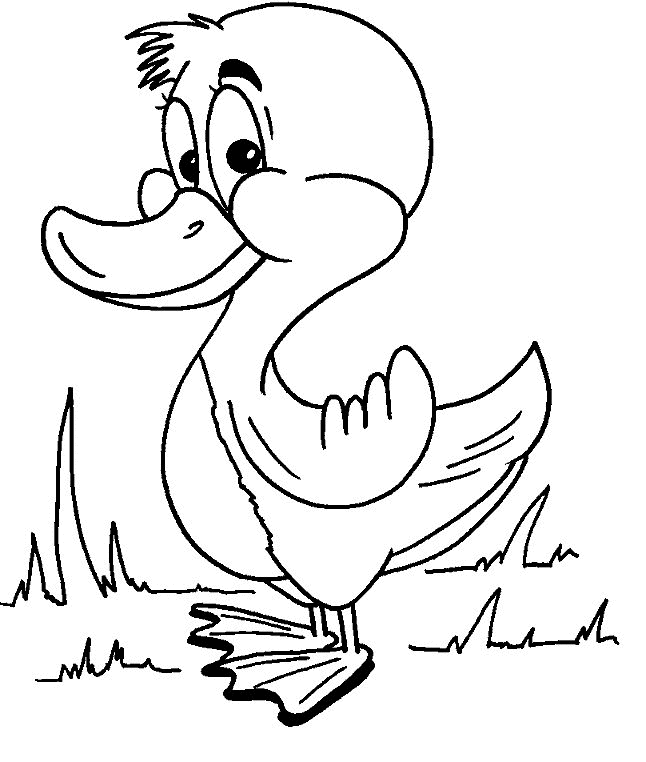 Duck