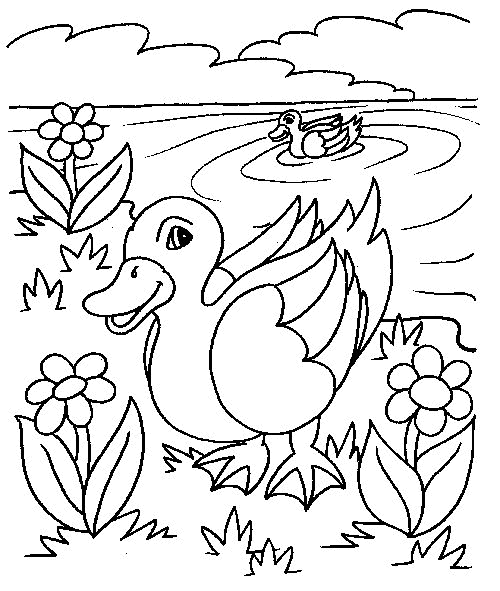 Duck coloring pages