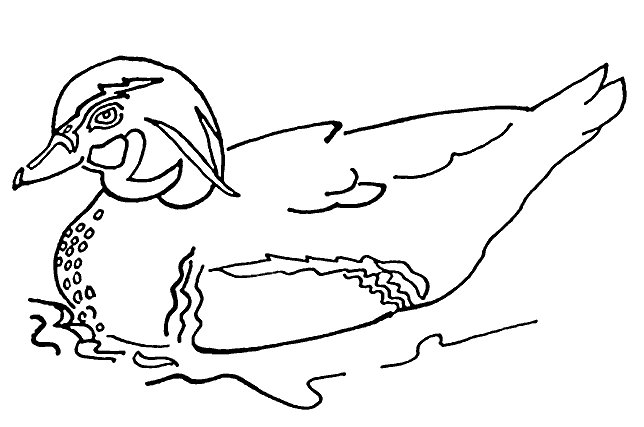 Duck coloring pages