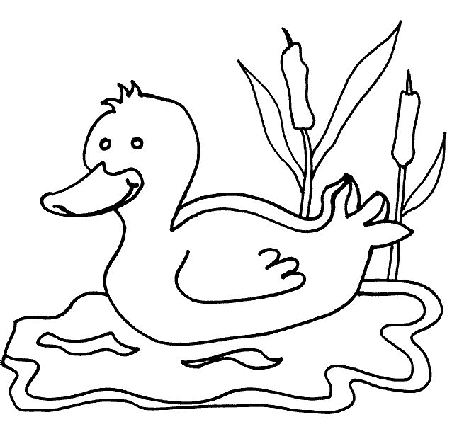 Duck coloring pages