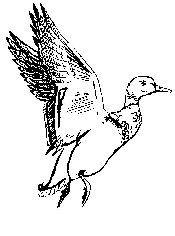 Duck coloring pages