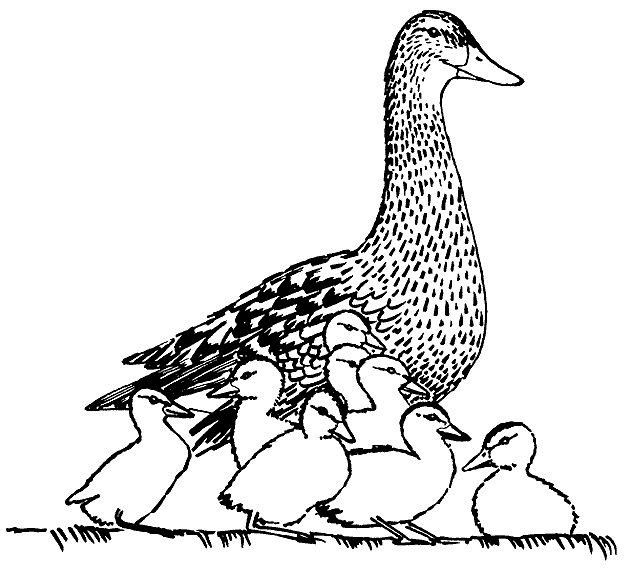 Duck coloring pages