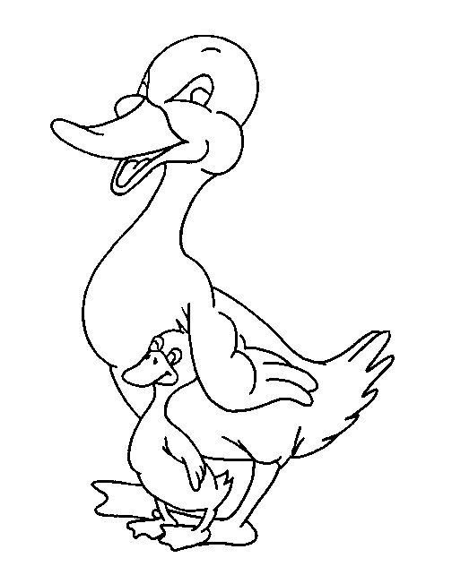 Duck coloring pages