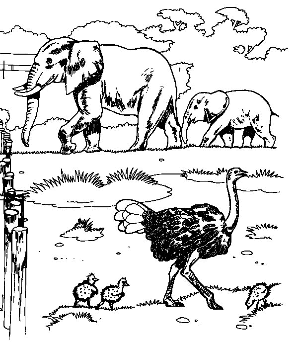 Elephant coloring pages