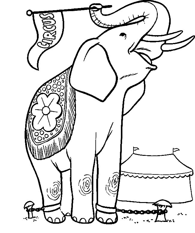 Elephant coloring pages