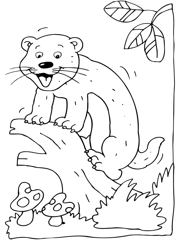 Ferret coloring pages