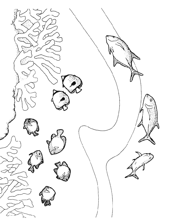 Fish coloring pages