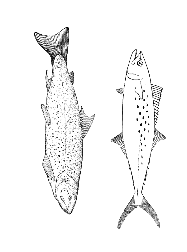 Fish coloring pages