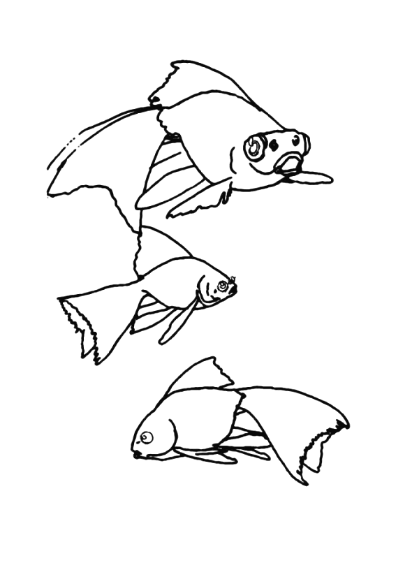 Fish coloring pages