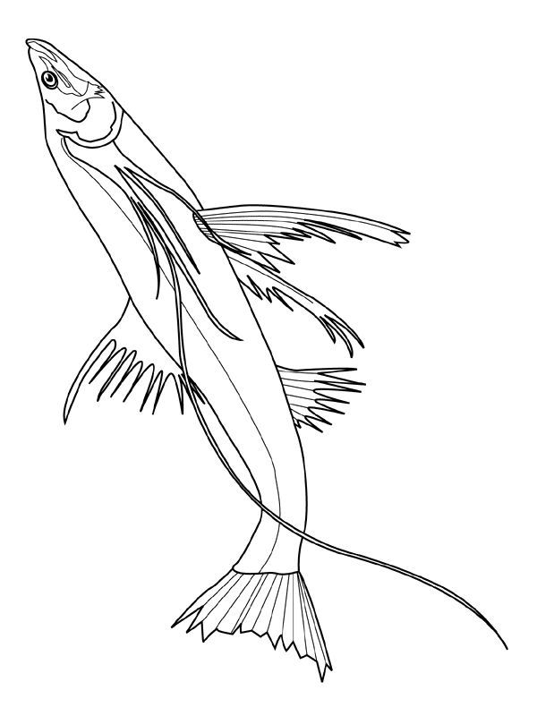 Fish coloring pages