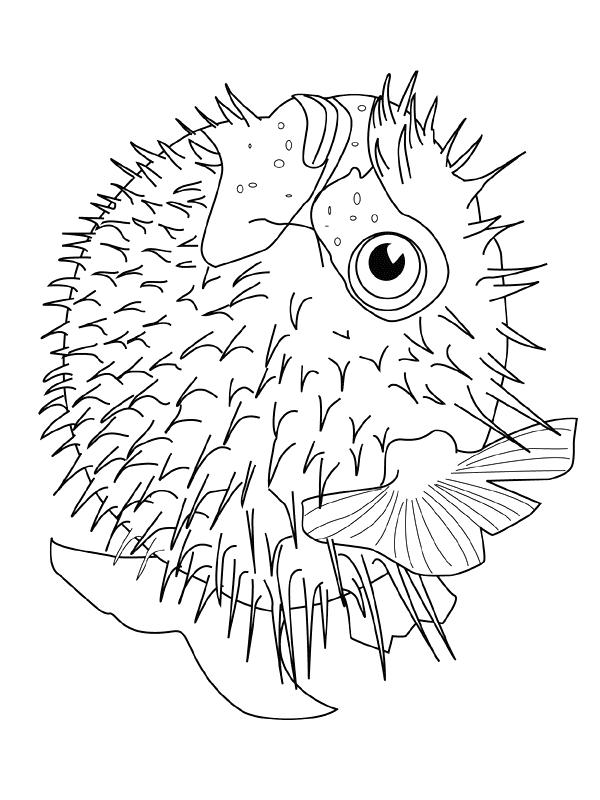 Fish coloring pages