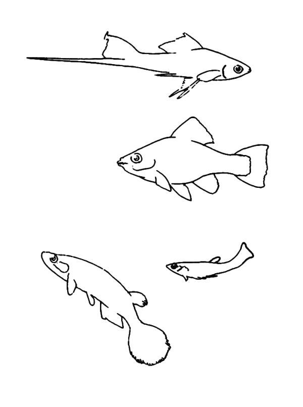 Fish coloring pages