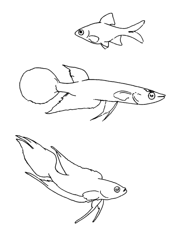 Fish coloring pages