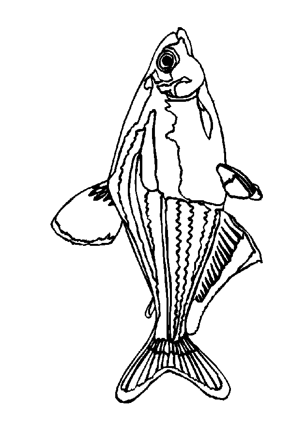 Fish coloring pages