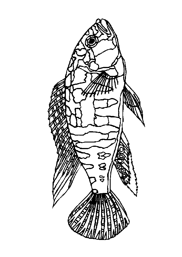 Fish coloring pages