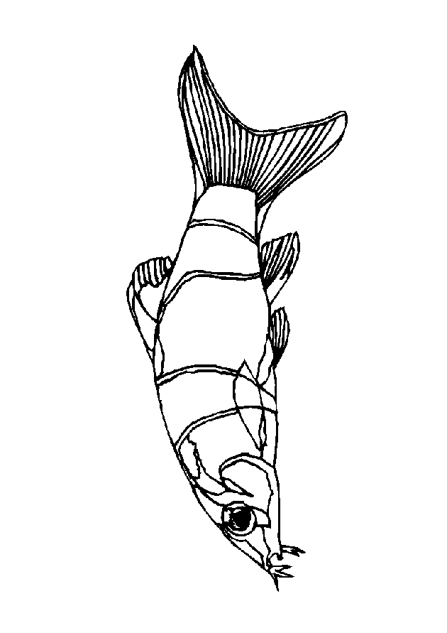 Fish coloring pages