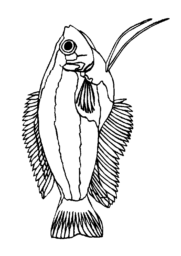 Fish coloring pages