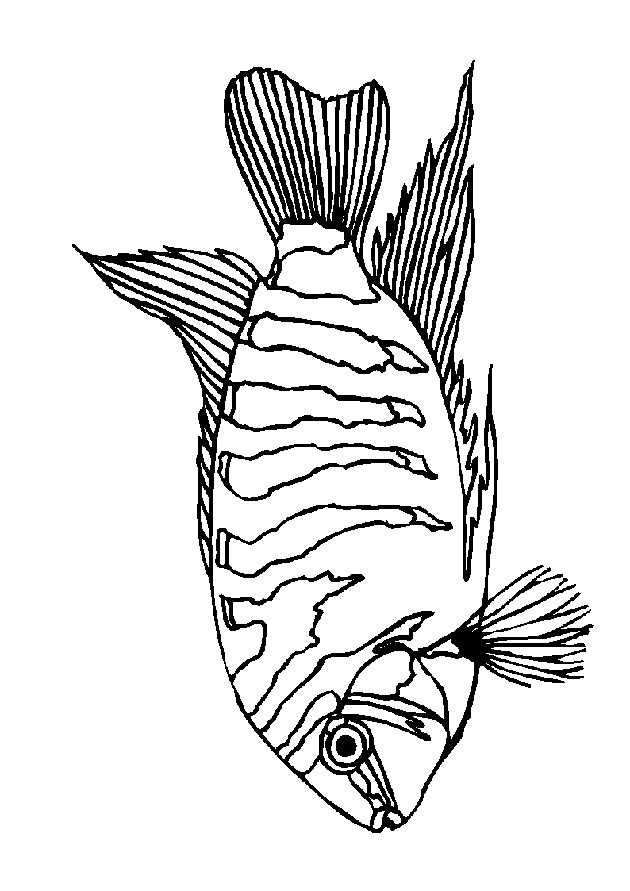 Fish coloring pages