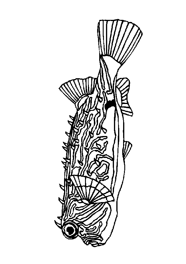 Fish coloring pages