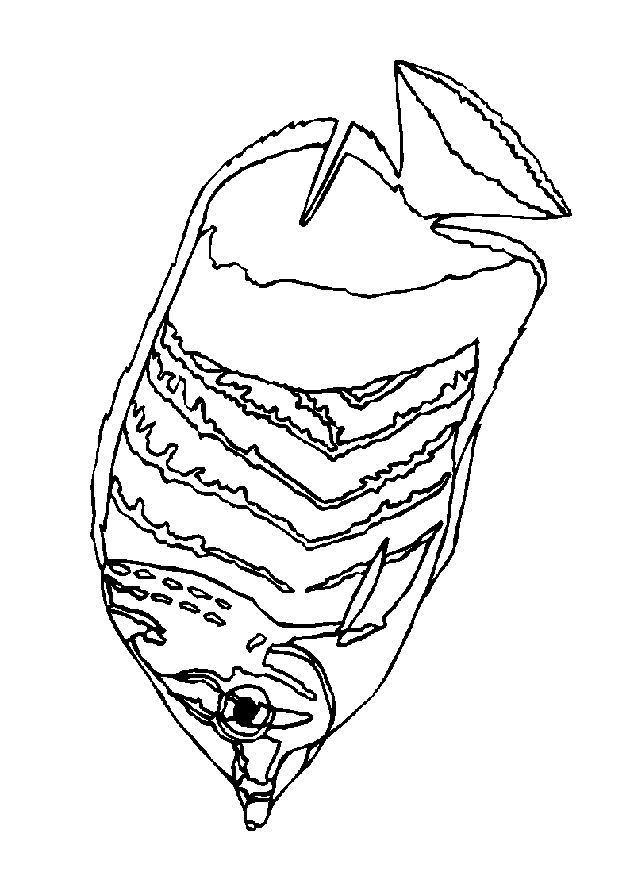 Fish coloring pages