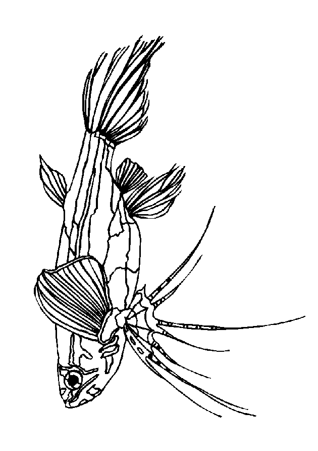 Fish coloring pages