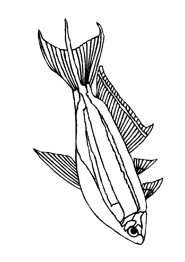 Fish coloring pages