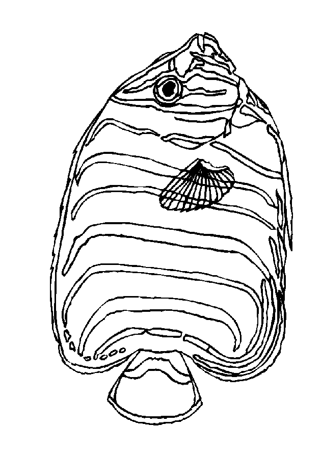 Fish coloring pages