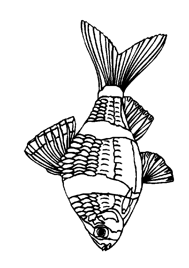 Fish coloring pages