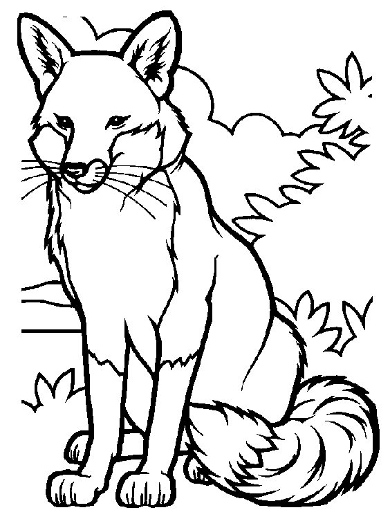 Fox coloring pages