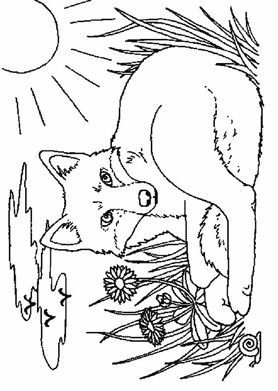 fox animals coloring pages 9