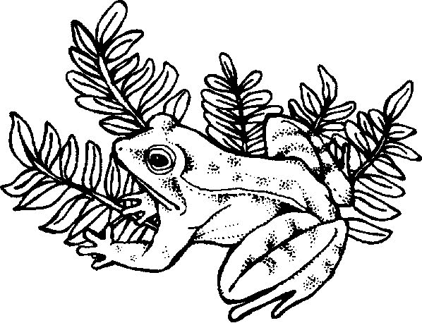 Frog coloring pages