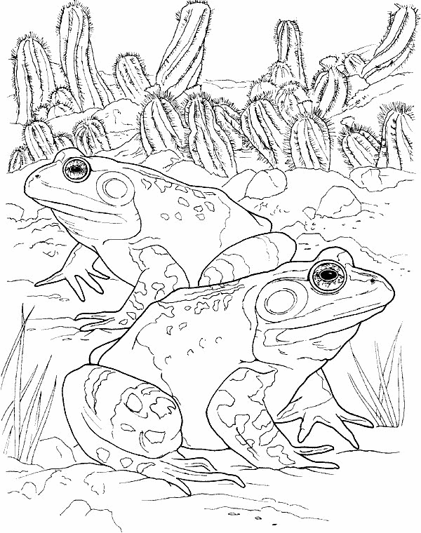 Frog coloring pages