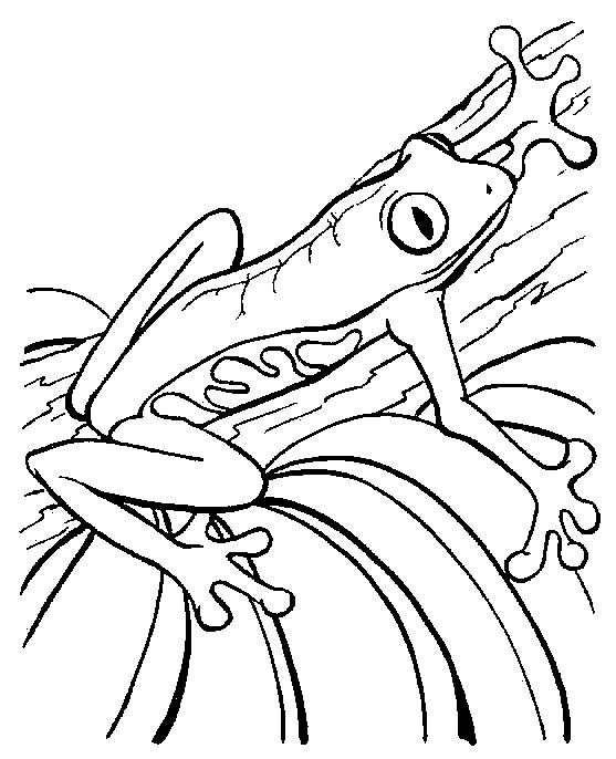 Frog coloring pages