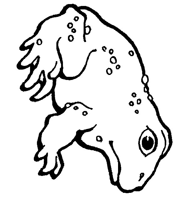 Frog coloring pages